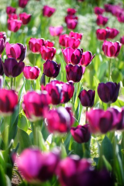 backlight-bloom-blooming-53978 backlight-bloom-blooming-53978